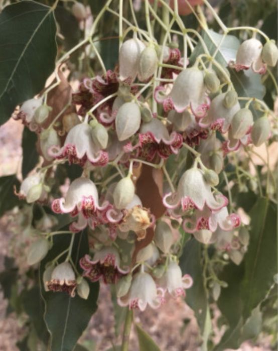 Брахіхітон, пляшкове дерево, однорічні сіянці