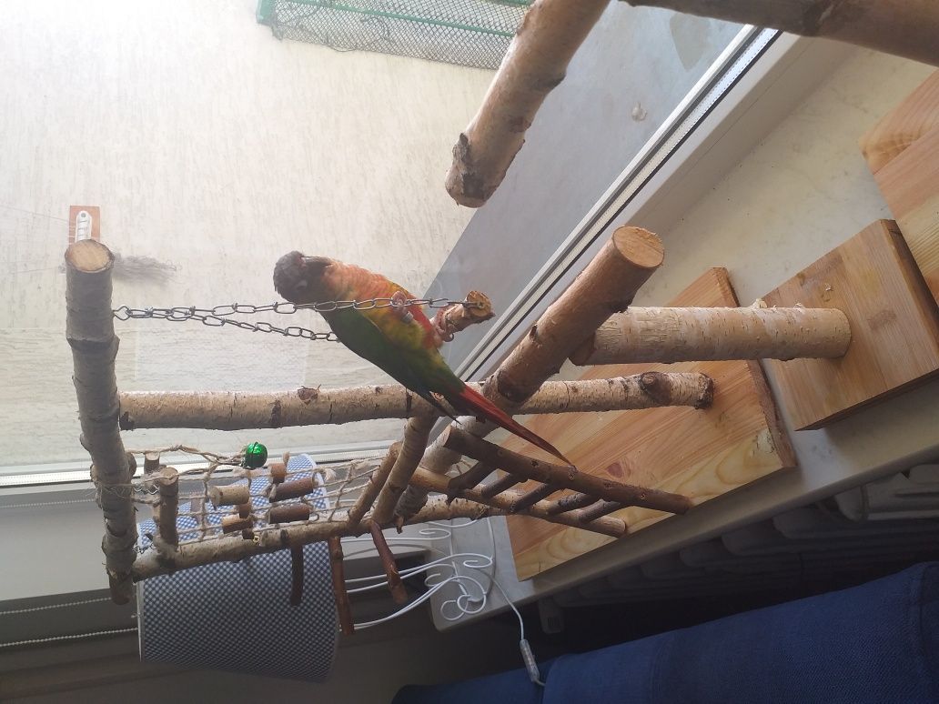 Plac zabaw dla papug żerdź stojak zabawki papugi drabinka sznur