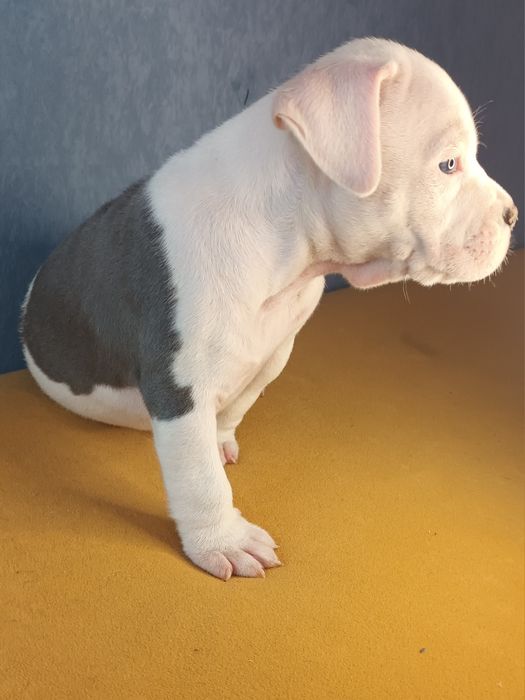 Cudo Biało Głowy Blue Amstaff