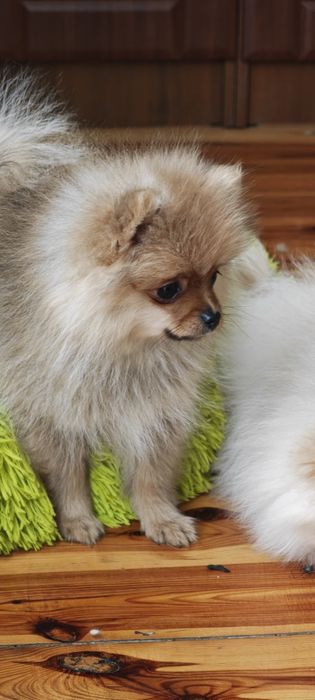 Szpic miniaturowy, pomeranian, suczki