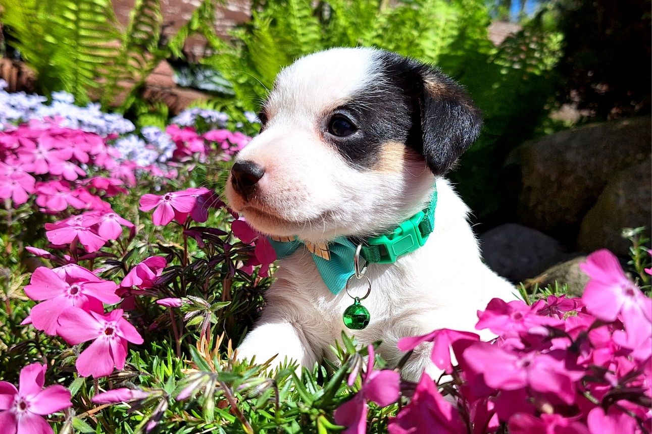 Szczeniaki Parson Russell Terrier ZKwP FCI TERIER