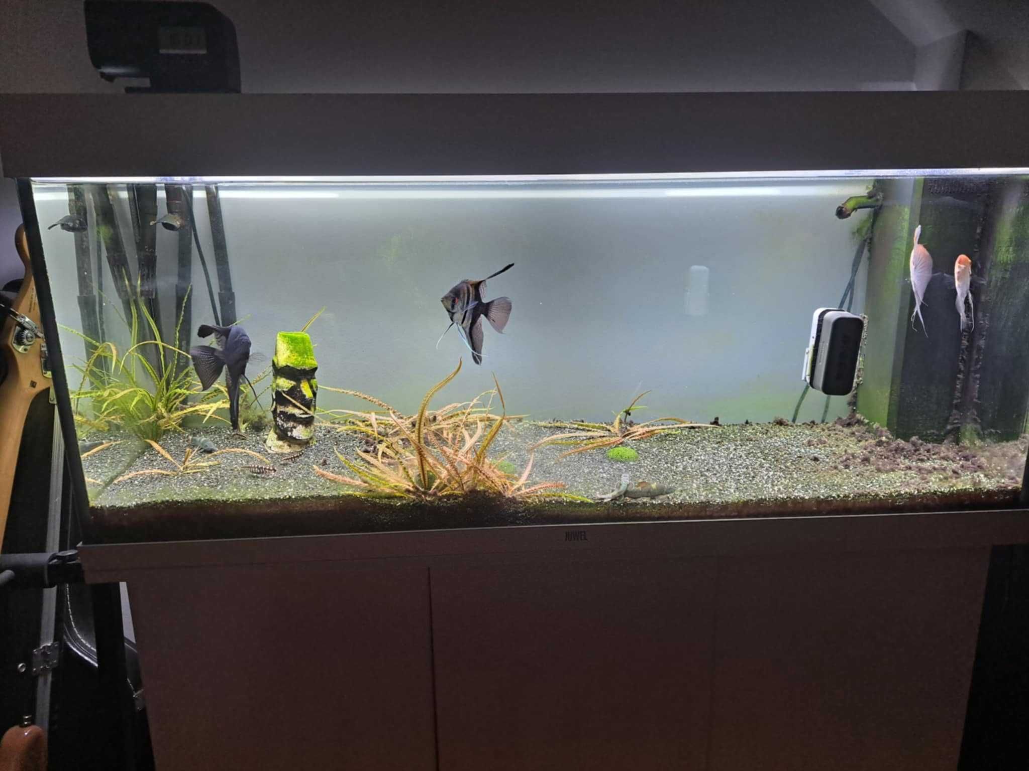 Akwarium 240L + zestaw (szafka, filtry, grzałka, smartfeed)