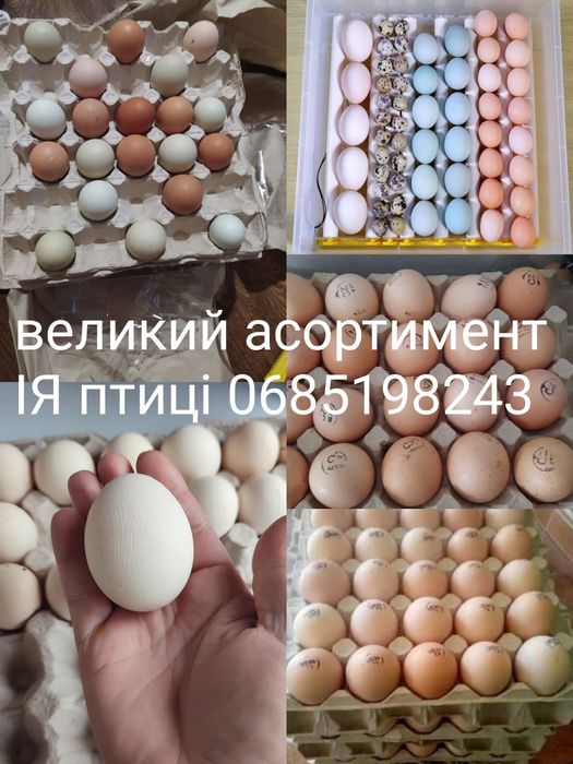 Інкубаційне яйце птиці