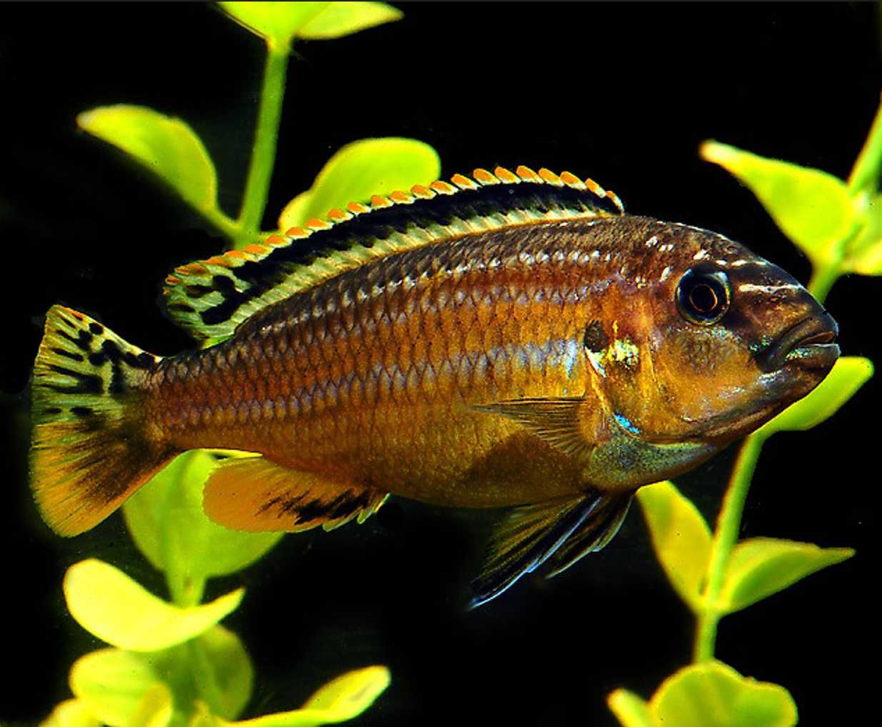 Pyszczak złocisty - Melanochromis auratus - dowóz, wysyłka