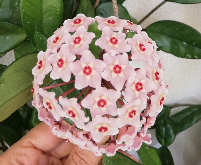 Trepadeira flor-de-cera com 3 pés e mais de 40 cm, em vaso de cerâmica