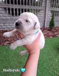 Golden Retriever Piesek