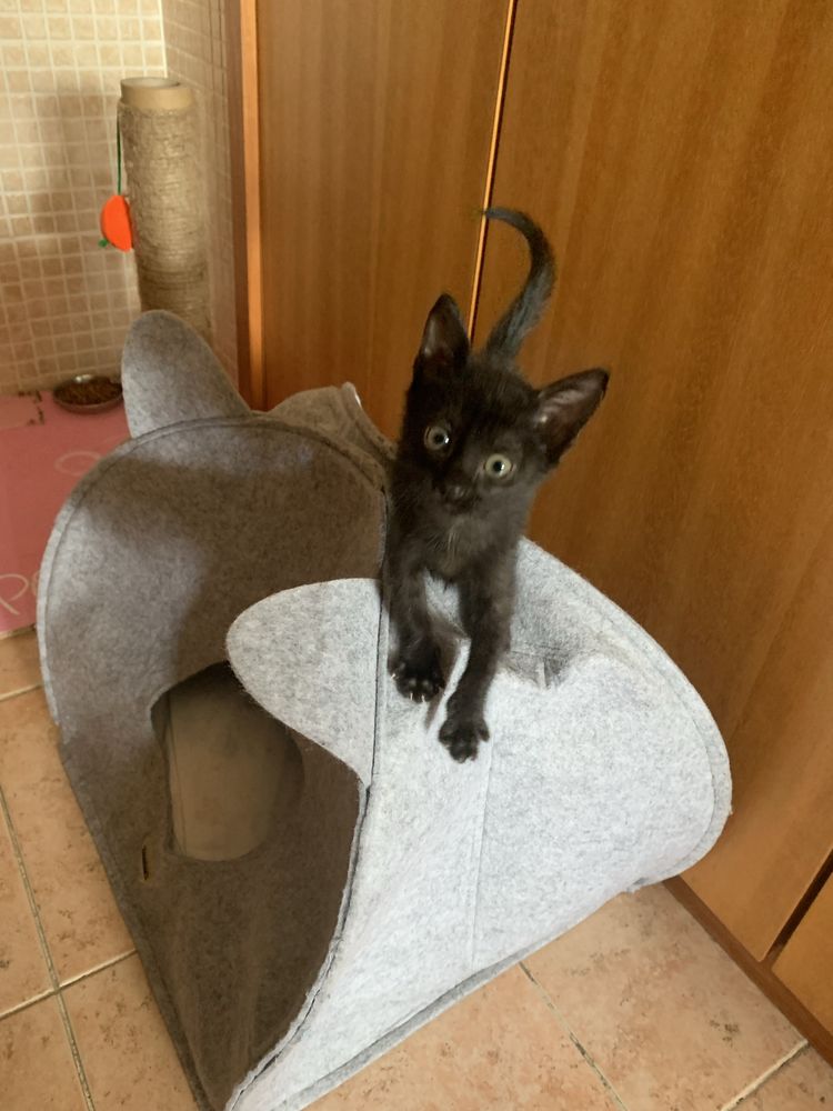 Gatinha bebé para adoção