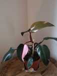 Philodendron erubescens "pink princess"