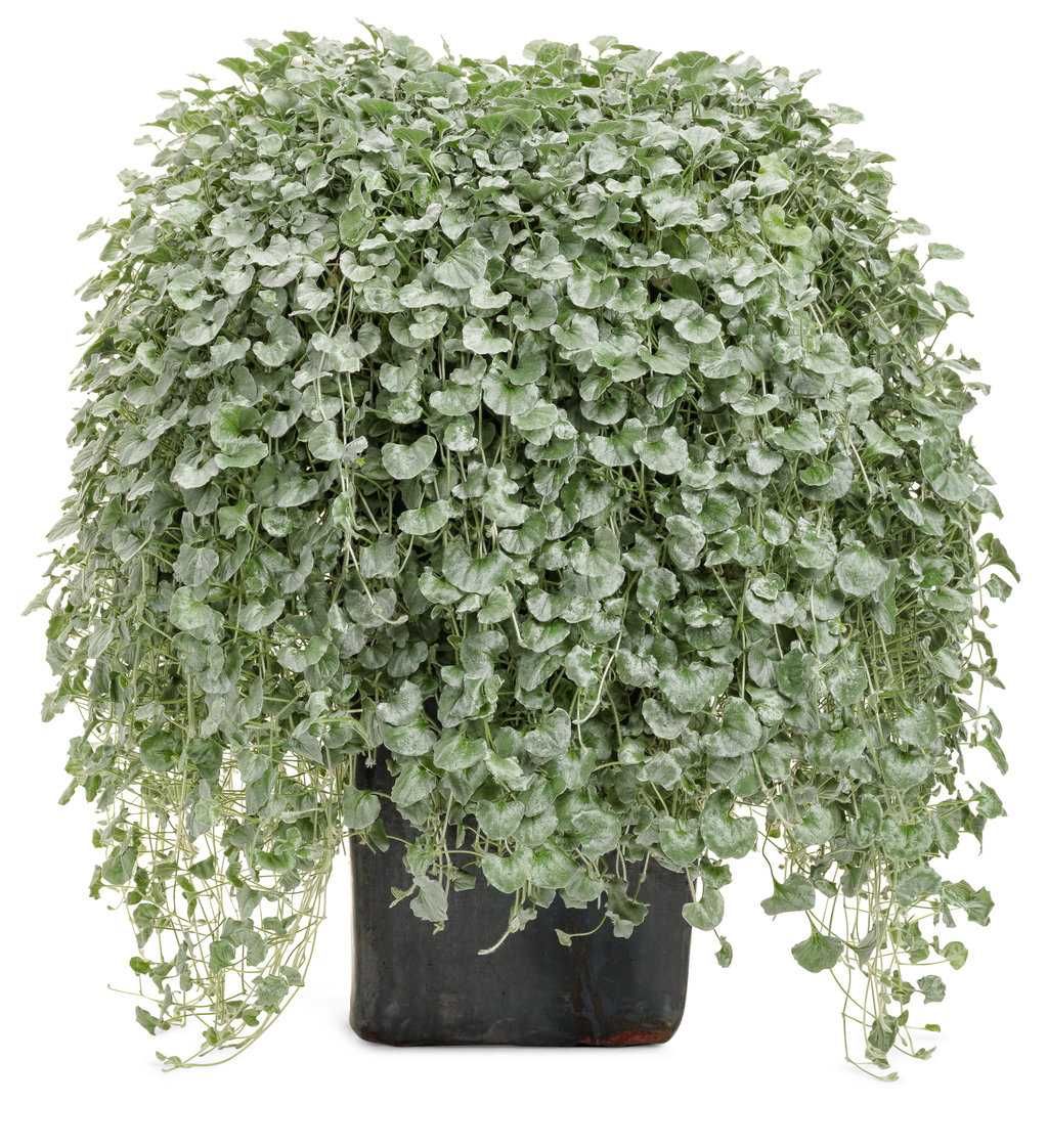 Dichondra Silver Falls -kwiaty Flora Szczecin