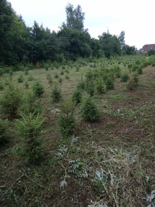 Działka budowlana 15 arowa.