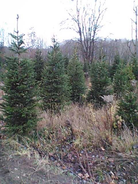 świerk pospolity formowany  , choinki świąteczne