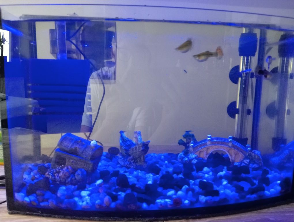 akwarium z rybami i krewetkami + akcesoria