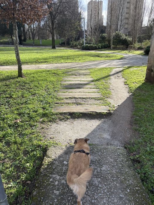 Pet Walker & Pet Sitter