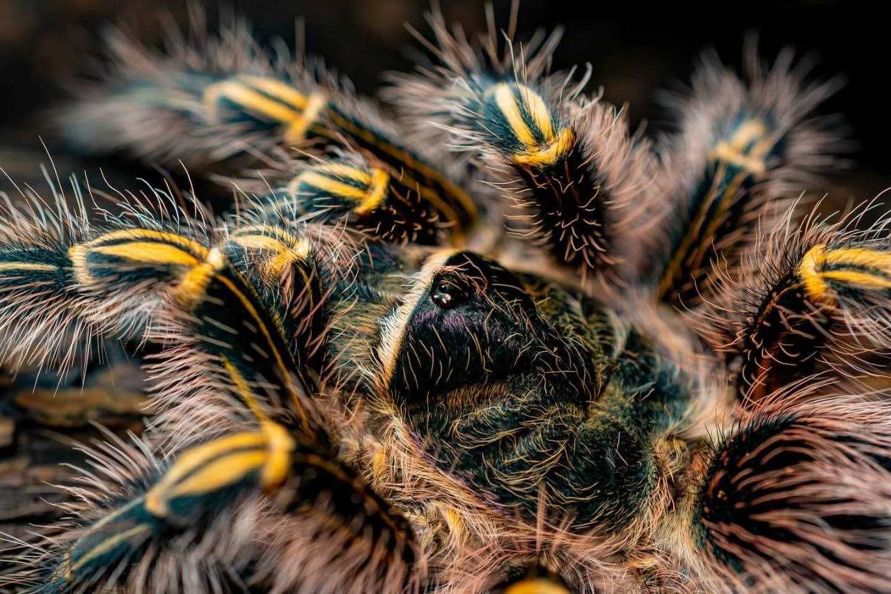 Самка паука птицееда для новичков grammostola pulchripes