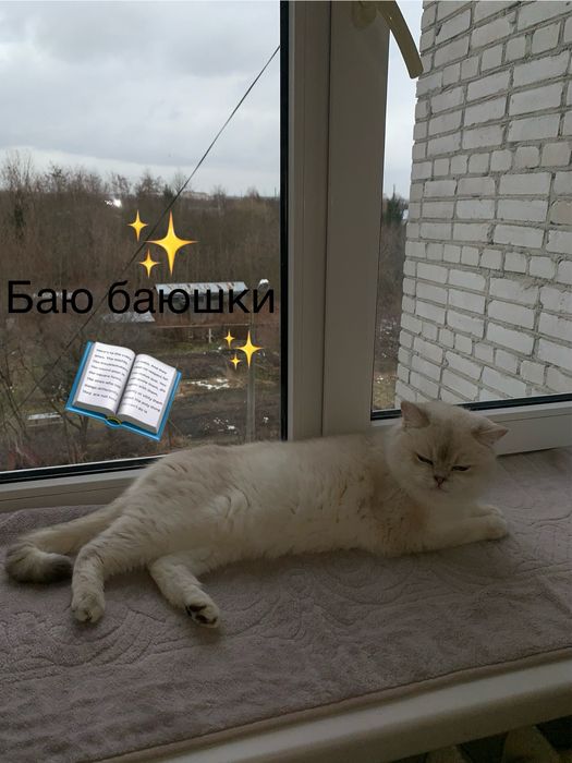 ВʼЯЗКА скотіш страйт by2533 Кіт , Кот