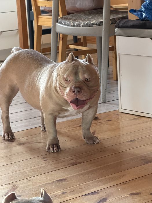 Okazja! American Bully Pocket Pocket Sprzedam