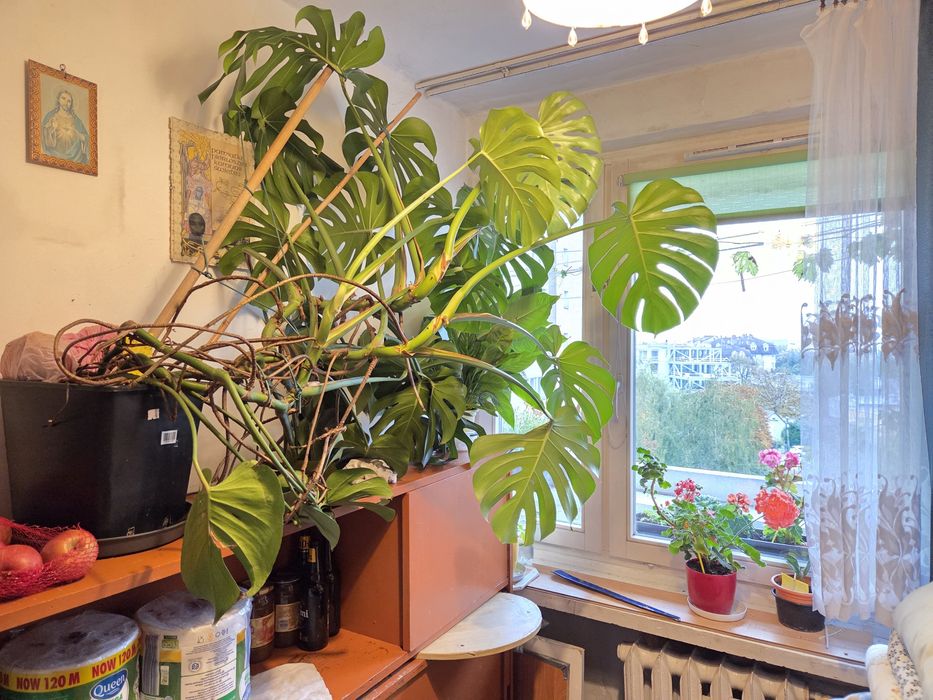 Monstera  - szalony rozrost