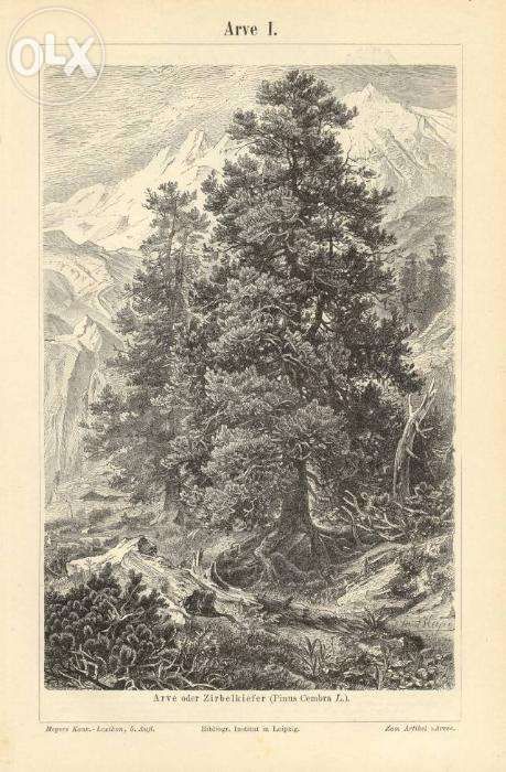 DRZEWA - BOTANIKA oryginalna grafika XIX w.