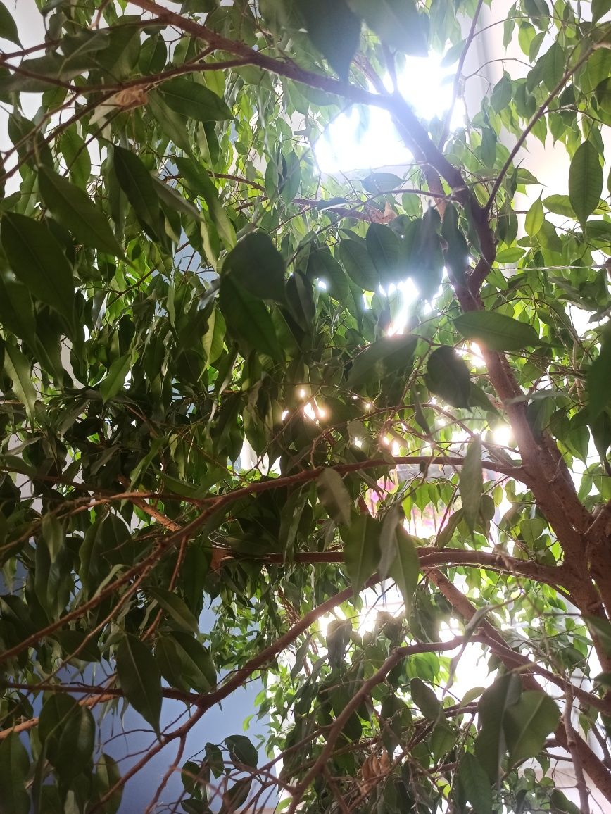 Drzewko ficus, beniaminek 2 metry