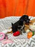 Caniche  toy linda menina
