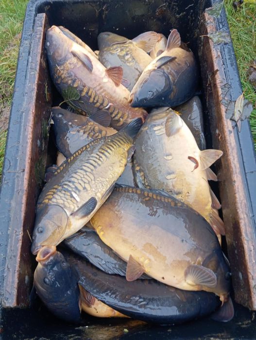 Karp i amur handlowy cena od 20zł