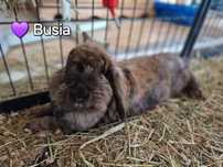 Busia- szuka kogoś, kto pokocha ją bezgranicznie