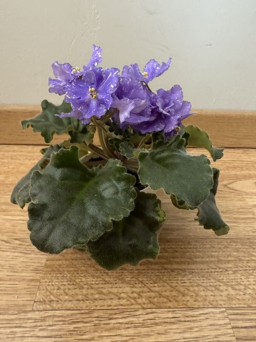 Розпродаж! Сортові фіалки: НАБІР листочків свіжозріз! Сенполія Оболонь