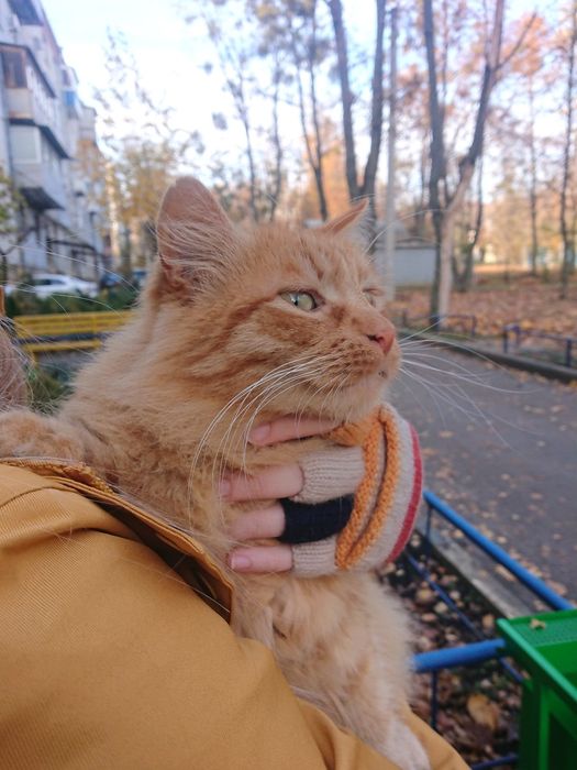 Пушистый рыжий котик ищет дом!