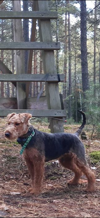 Za darmo Terier Walijski