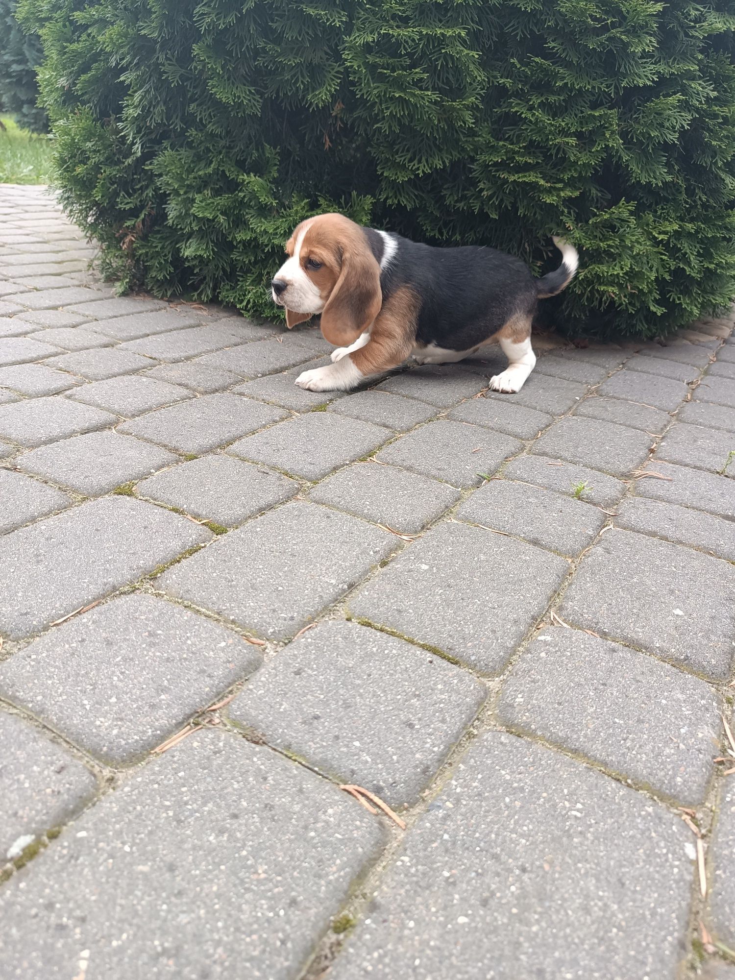 Szczeniak Beagl ( dziewczynka)
