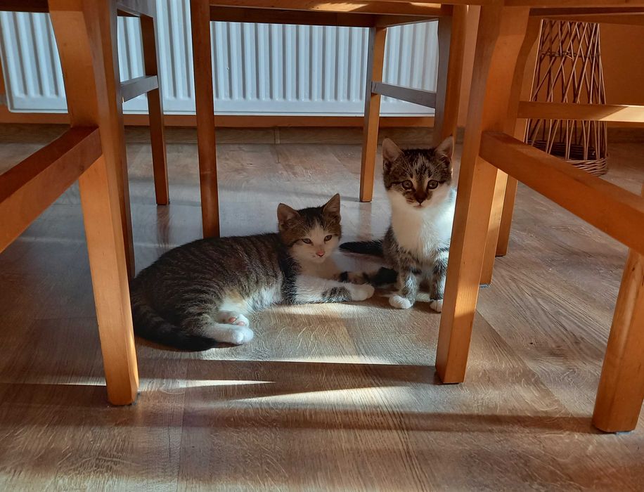 Kot i kotka do oddania