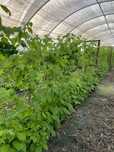 Plantas framboesas