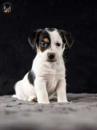 Jack Russell Terrier ZKwP FCI piesek rezerwacja