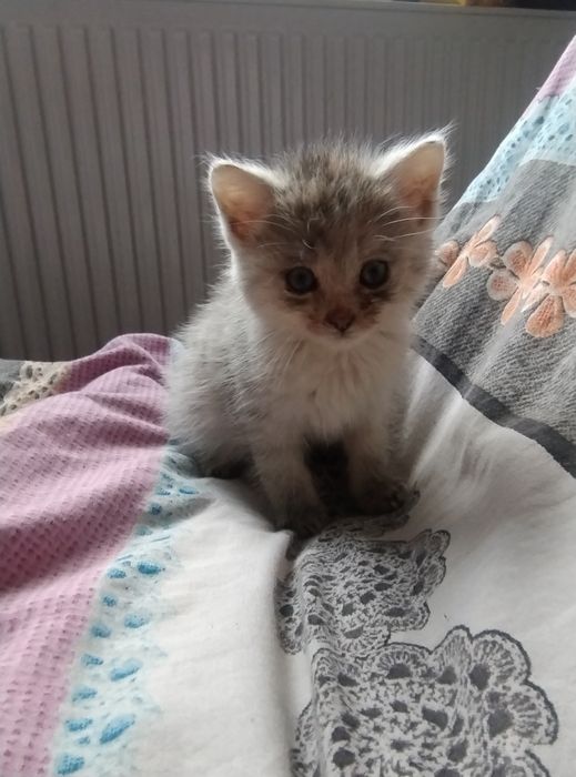 Oddam 2 kotki za darmo