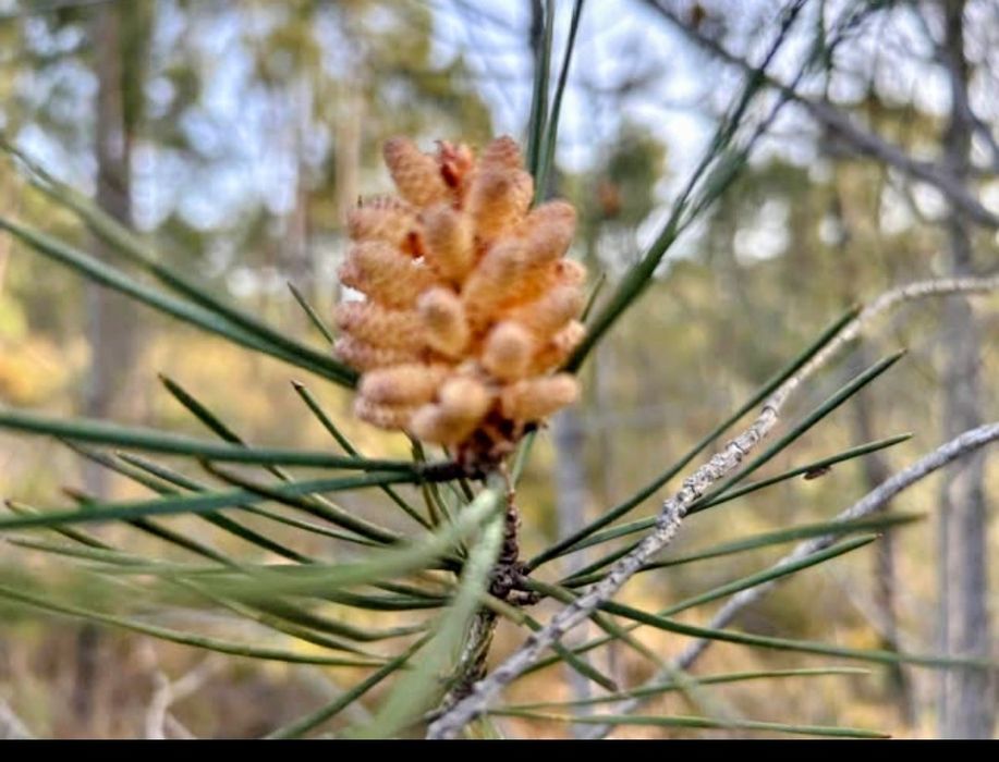 Pinhal para venda 30.000€