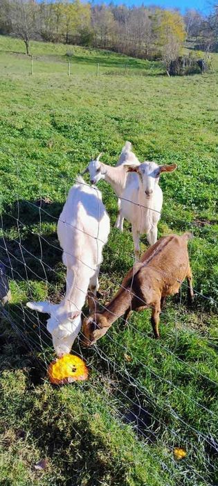 2 kozy saaneńskie + 1 cap