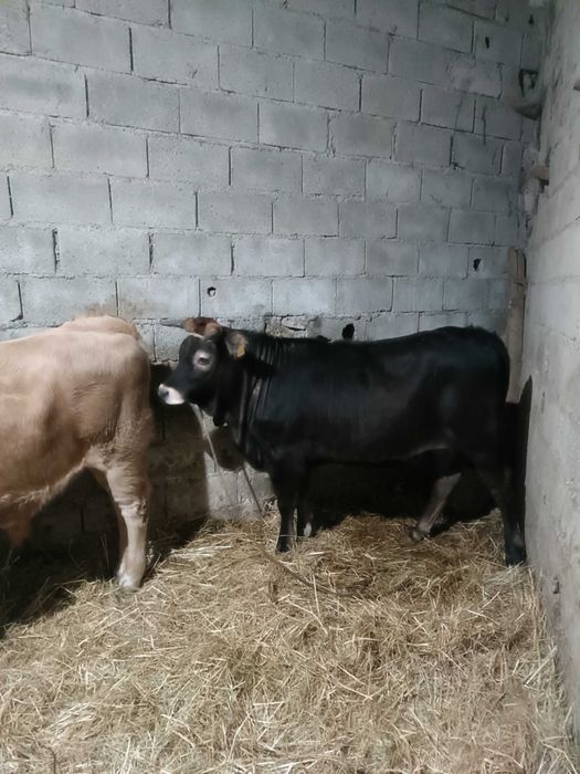 Vitela maronesa de qualidade