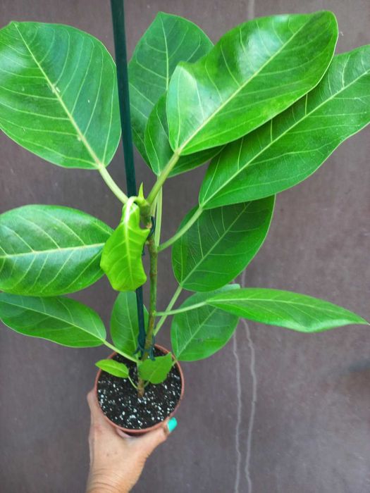 Фікуси Кімнатні квіти рослини