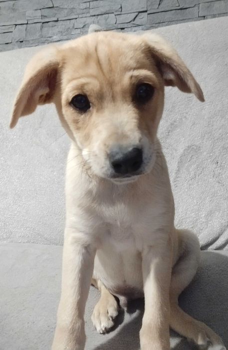 Oddam szczeniaki w dobre ręce