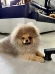 Pomeranian piesek gotowy do odbioru