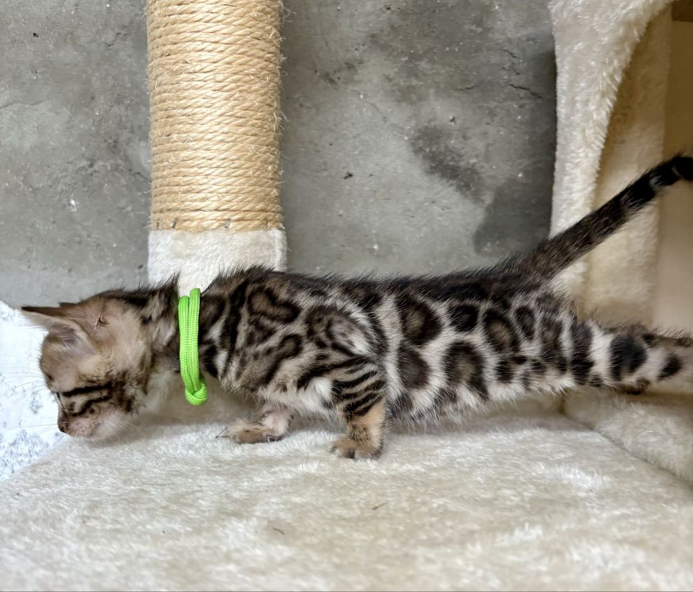 Gata Bengal com pedigree e afixo