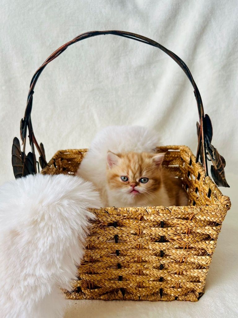 Kot Egzotyczny śliczna rudo-biała kotka