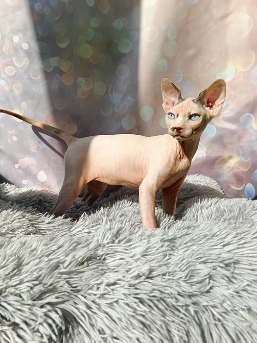 Канадський сфінкс