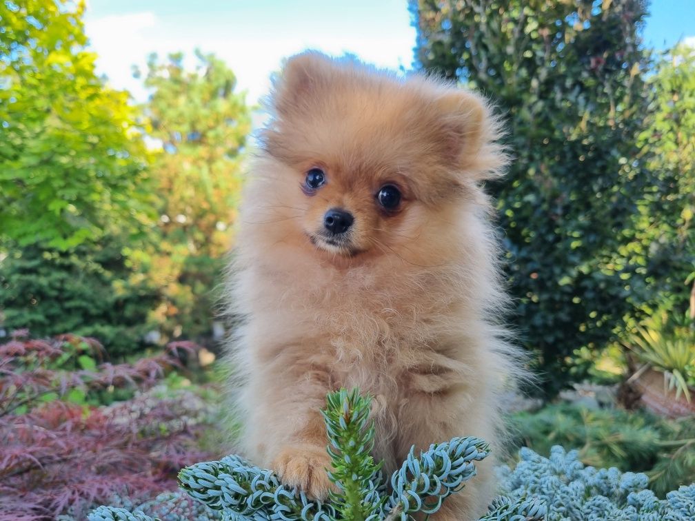 Szpic miniaturowy pomeranian piesek 1.3kg