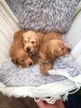 CIEMNOZLOTA suczka Golden Retriever