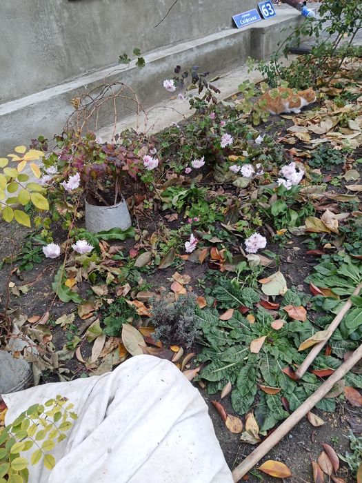 Продам кусты-луковицы лечебной лилии.хризонтемы низкорослые и высокие