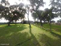 Quinta