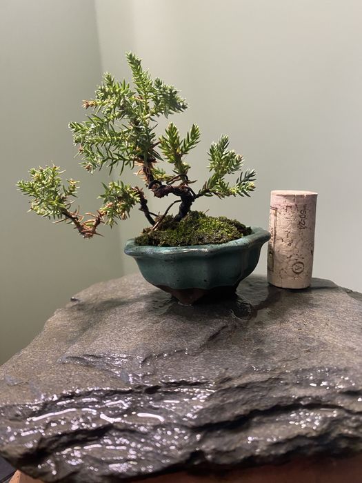 Bonsai juniperus nana