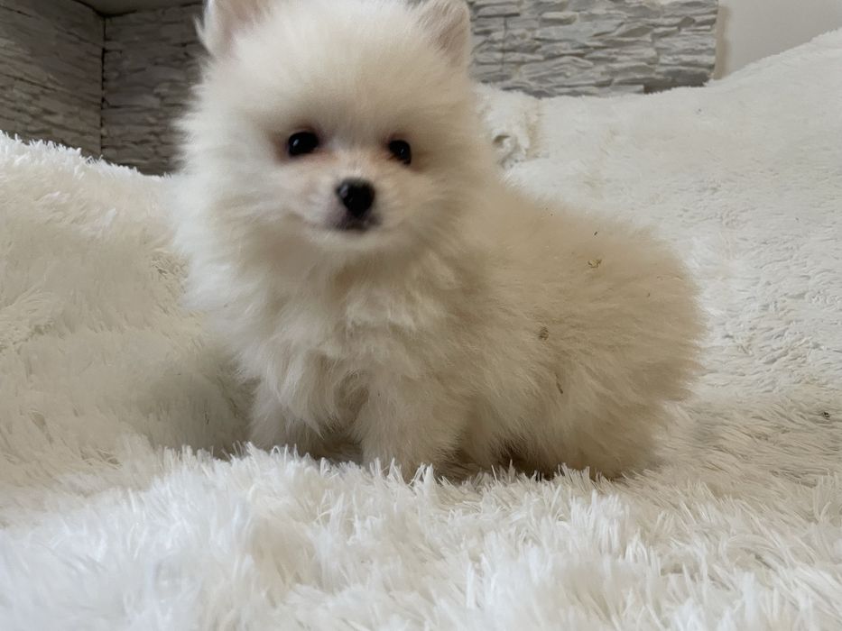 Pomeranian suczka mini