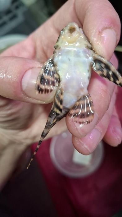 L333 Hypancistrus zbrojnik glonojad 8,5cm